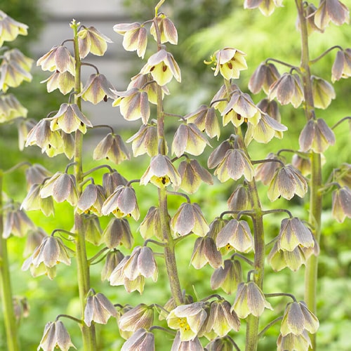 Fritillaria Persica Green Dreams - for Sale Fritillaria Persica Green Dreams