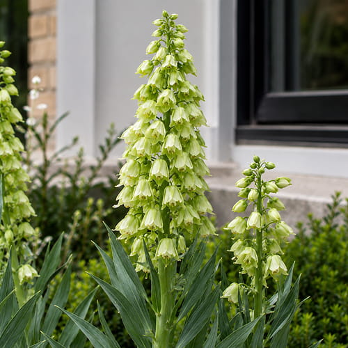 Fritillaria Persica Ivory Bells - for Sale Fritillaria Persica Ivory Bells