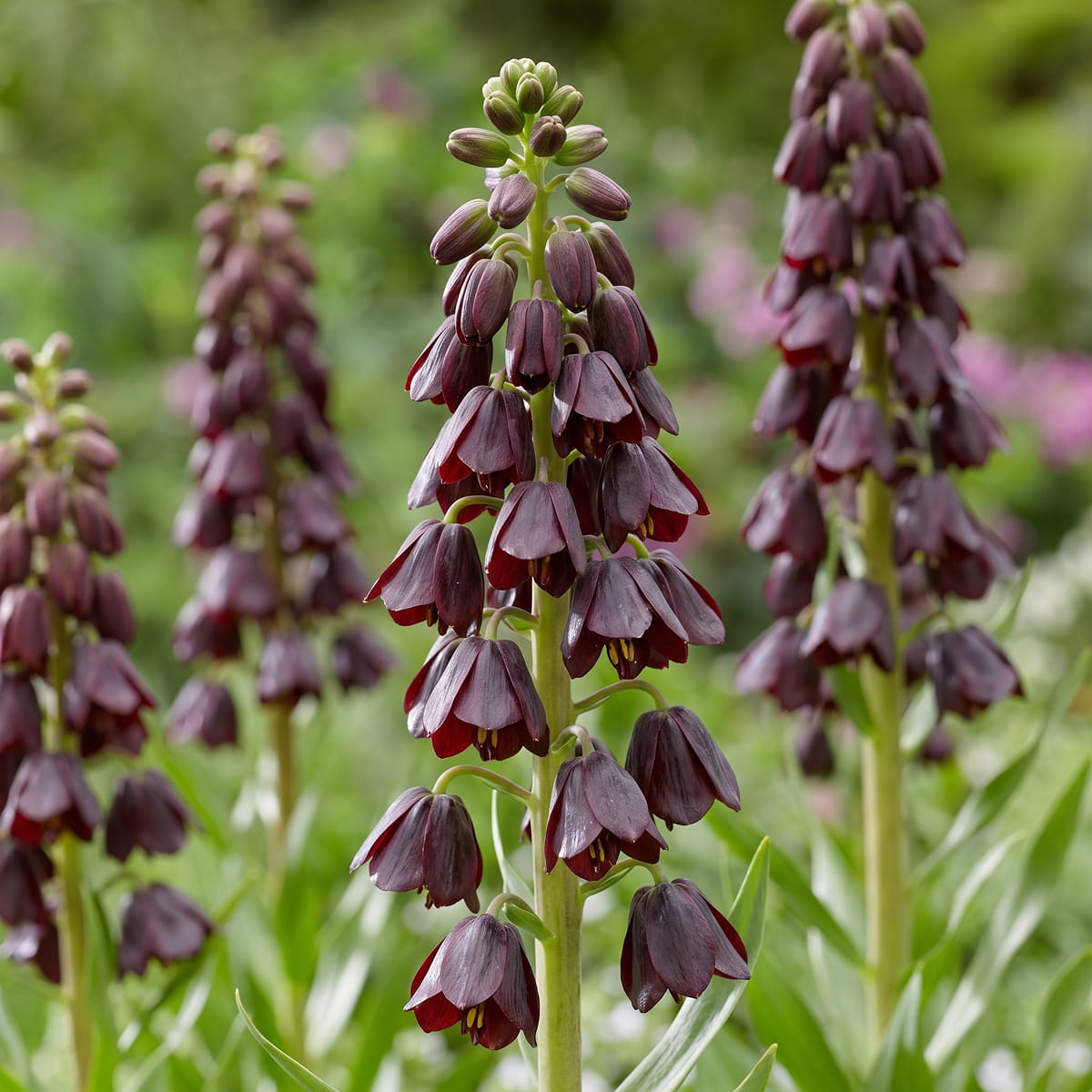 Fritillaria Purple Dynamite - for Sale Fritillaria Purple Dynamite