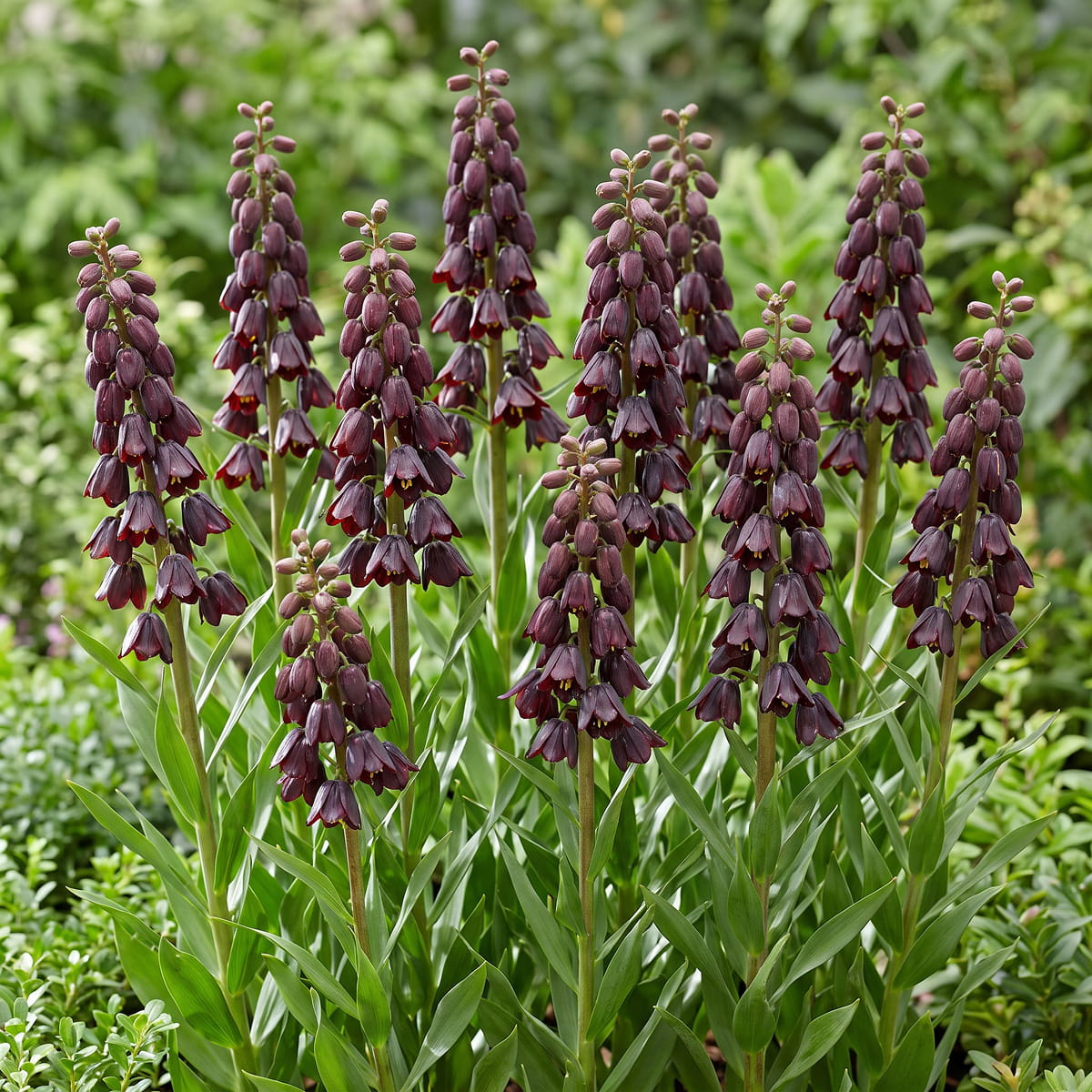 Fritillaria Purple Dynamite - for Sale Fritillaria Purple Dynamite