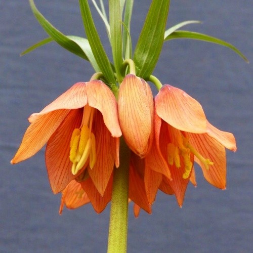 Fritillaria Satie - for Sale Fritillaria Satie