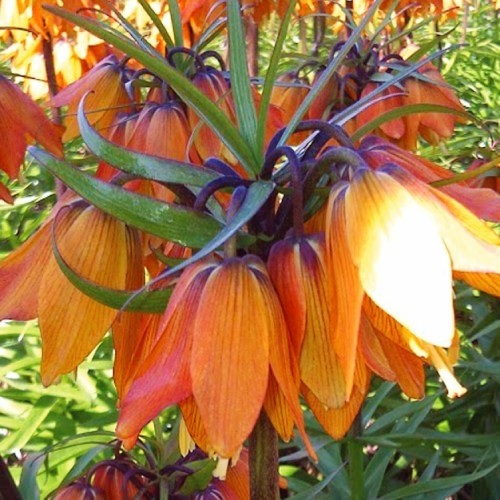 Fritillaria Satie - for Sale Fritillaria Satie