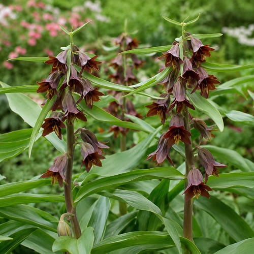 Fritillaria Sewersowii - for Sale Fritillaria Sewersowii