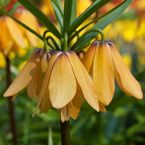 Fritillaria Vivaldi - for Sale Fritillaria Vivaldi