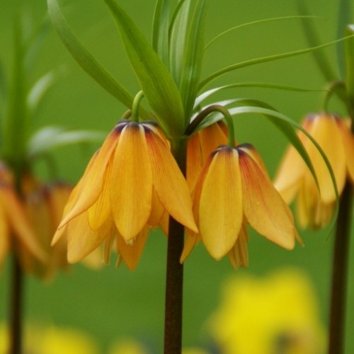 Fritillaria Vivaldi - for Sale Fritillaria Vivaldi
