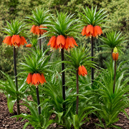 Fritillaria imperialis William Rex - for Sale Fritillaria imperialis William Rex