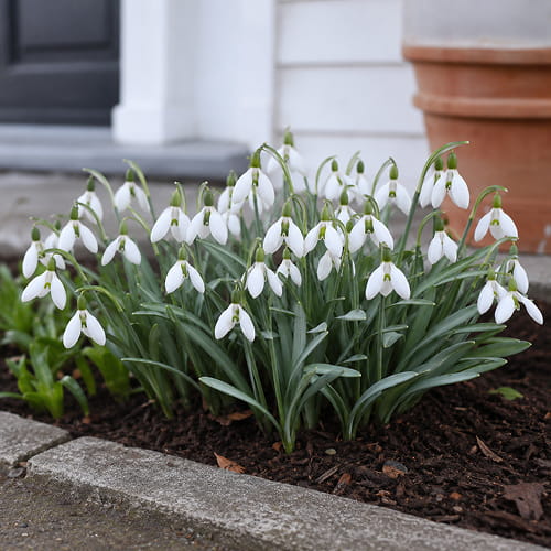 Galanthus elwesii - for Sale Galanthus elwesii