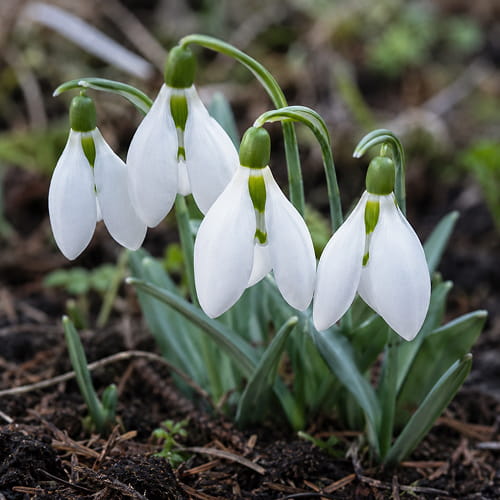Galanthus elwesii Beluga - for Sale Galanthus elwesii Beluga