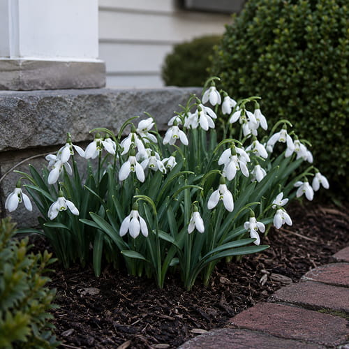 Galanthus elwesii Beluga - for Sale Galanthus elwesii Beluga