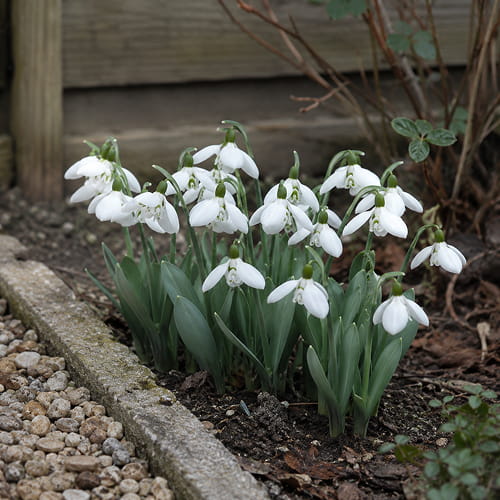 Galanthus elwesii Polar Bear - for Sale Galanthus elwesii Polar Bear