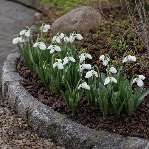 Galanthus elwesii Polar Bear - for Sale Galanthus elwesii Polar Bear