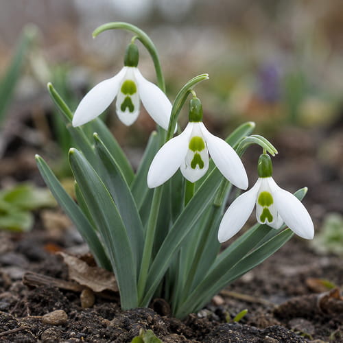 Galanthus elwesii Snow Fox - for Sale Galanthus elwesii Snow Fox