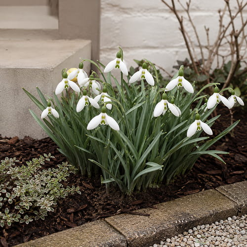 Galanthus elwesii Snow Fox - for Sale Galanthus elwesii Snow Fox
