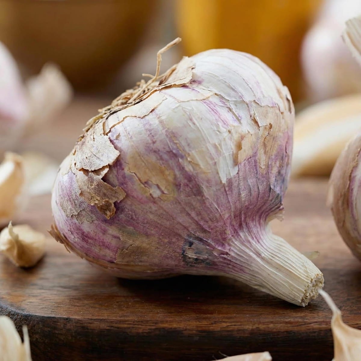 Garlic Germidour - for Sale Garlic Germidour