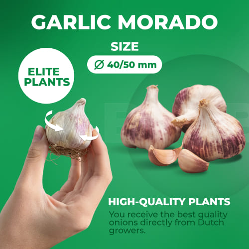 Planting Garlic Morado - for Sale Planting Garlic Morado