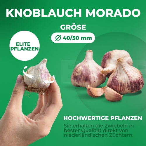 Planting Garlic Morado - for Sale Planting Garlic Morado