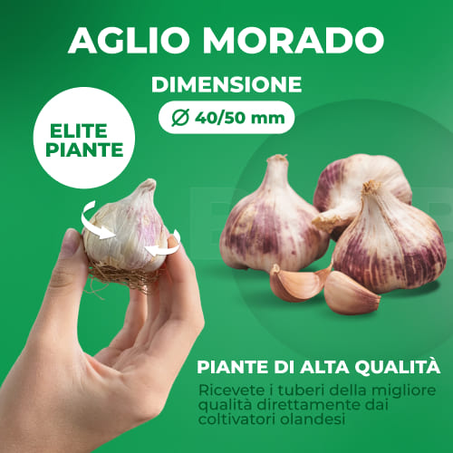 Planting Garlic Morado - for Sale Planting Garlic Morado