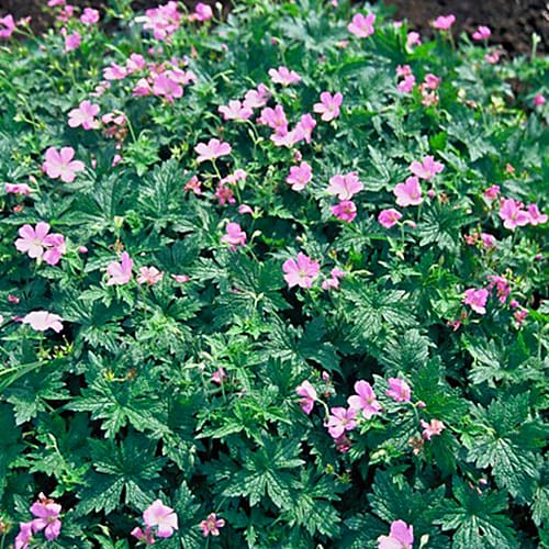Geranium (endressii) - for Sale Geranium (endressii)