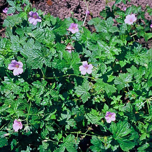 Geranium (endressii) Wargrave pink - for Sale Geranium (endressii) Wargrave pink