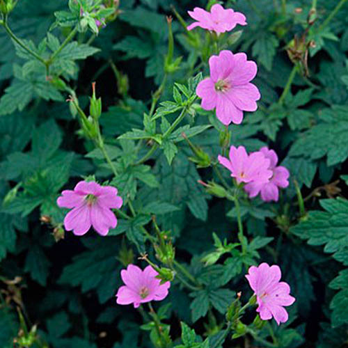 Geranium (endressii) - for Sale Geranium (endressii)