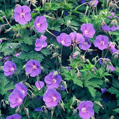 Geranium (himalayense) - for Sale Geranium (himalayense)