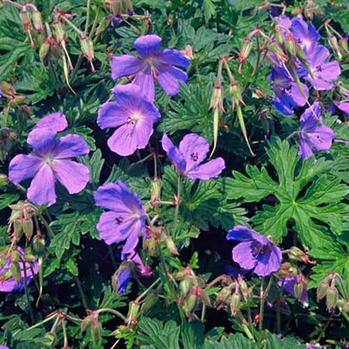 Geranium (himalayense) Gravetye - for Sale Geranium (himalayense) Gravetye