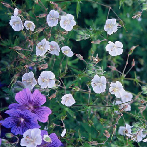 Geranium (phaeum) Album - for Sale Geranium (phaeum) Album