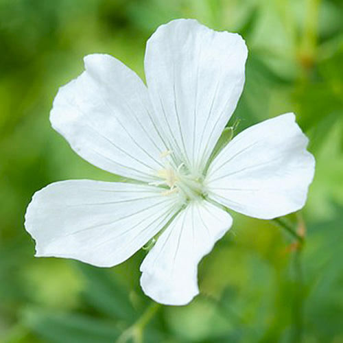 Geranium (sanguineum) Album - for Sale Geranium (sanguineum) Album