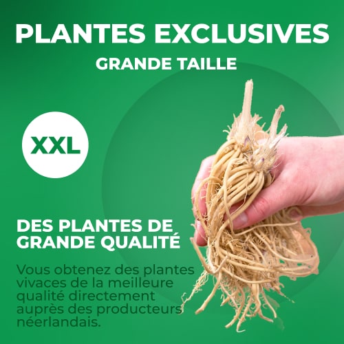 Geranium Collection (10 plants) - for Sale Geranium Collection (10 plants)