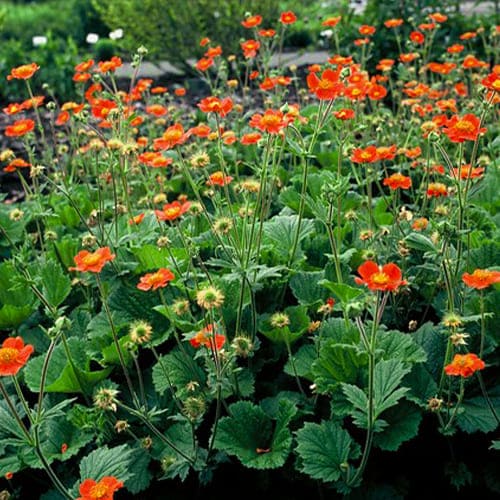 Geum (coccineum) Borisii - for Sale Geum (coccineum) Borisii