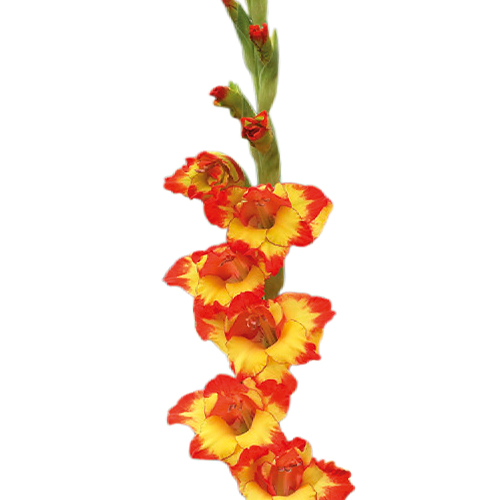 Gladiolus Alana - for Sale Gladiolus Alana