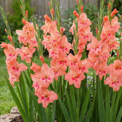 Gladiolus Amanda Mahy - for Sale Gladiolus Amanda Mahy
