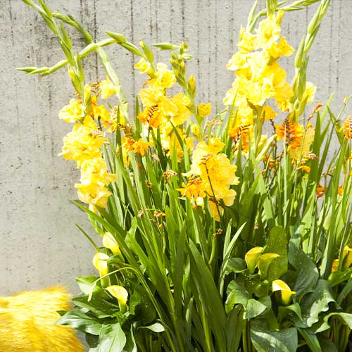 Gladiolus BANANARAMA - for Sale Gladiolus BANANARAMA