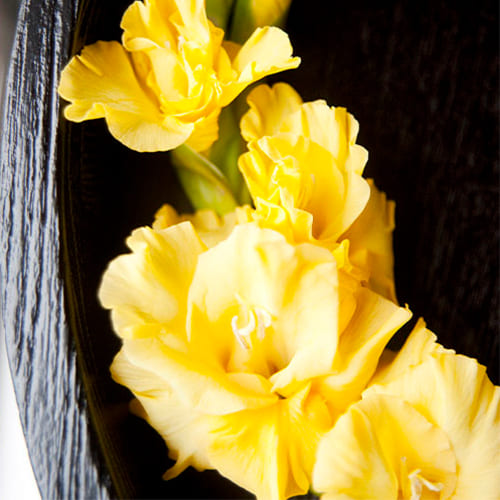 Gladiolus BANANARAMA - for Sale Gladiolus BANANARAMA