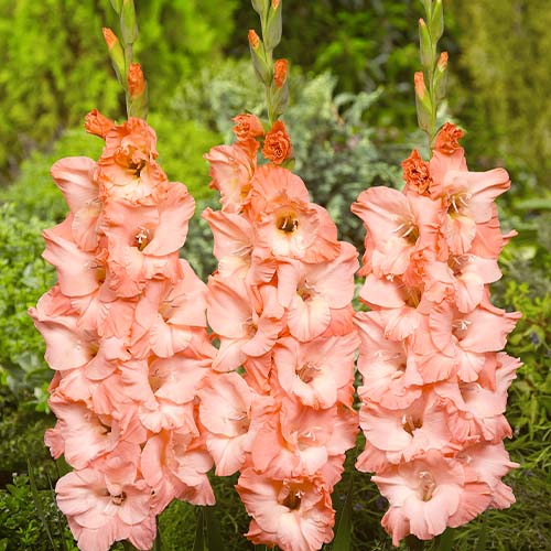 Gladiole BEN VENUTO - for Sale Gladiole BEN VENUTO