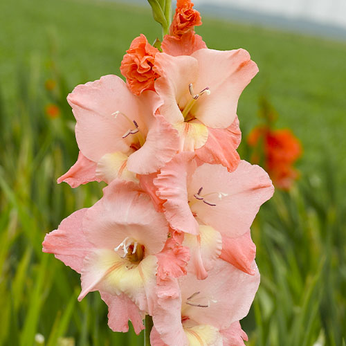 Gladiole BEN VENUTO - for Sale Gladiole BEN VENUTO