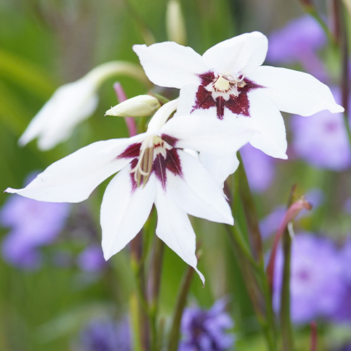 Gladiolus Murielae - for Sale Gladiolus Murielae