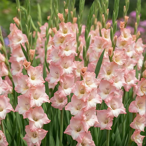 Gladiolus Careless - for Sale Gladiolus Careless