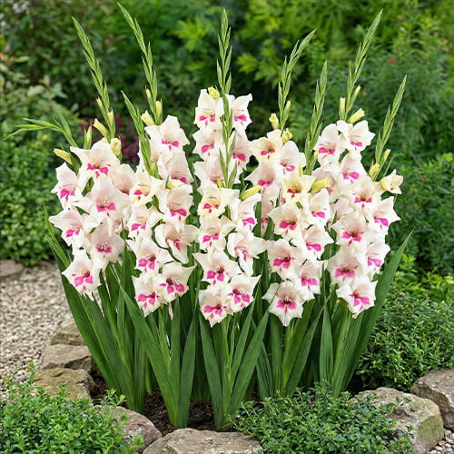 Gladiolus Carine - for Sale Gladiolus Carine
