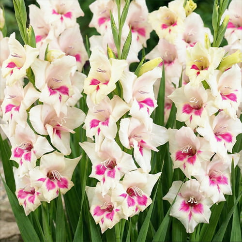 Gladiolus Carine - for Sale Gladiolus Carine