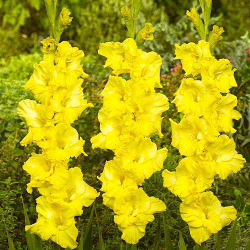 Gladiolus CHARISMA - for Sale Gladiolus CHARISMA