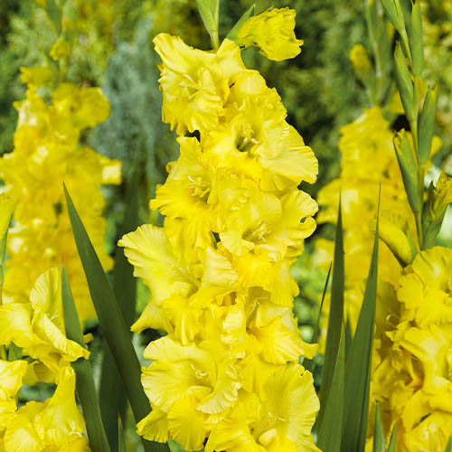 Gladiolus CHARISMA - for Sale Gladiolus CHARISMA