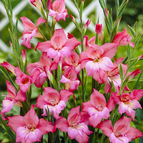Gladiolus Charming Beauty - for Sale Gladiolus Charming Beauty
