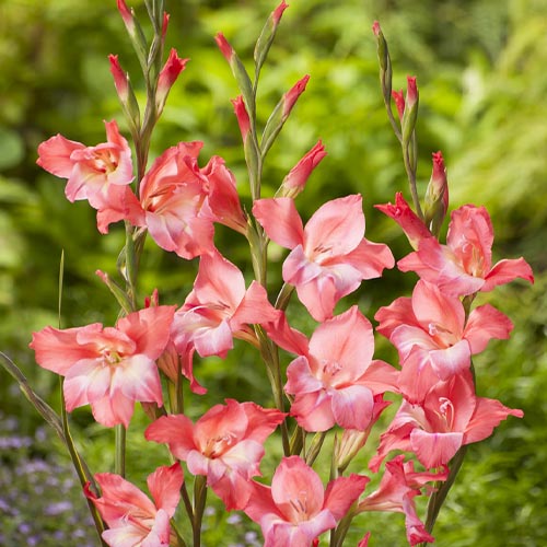 Gladiolus Charming Beauty - for Sale Gladiolus Charming Beauty