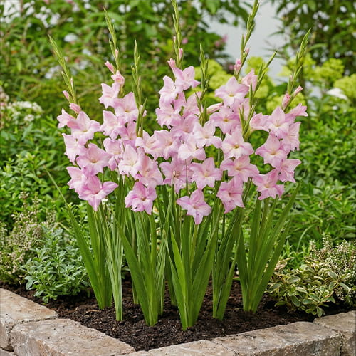 Gladiolus Charming Lady - for Sale Gladiolus Charming Lady