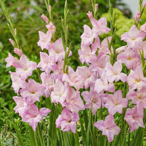 Gladiolus Charming Lady - for Sale Gladiolus Charming Lady