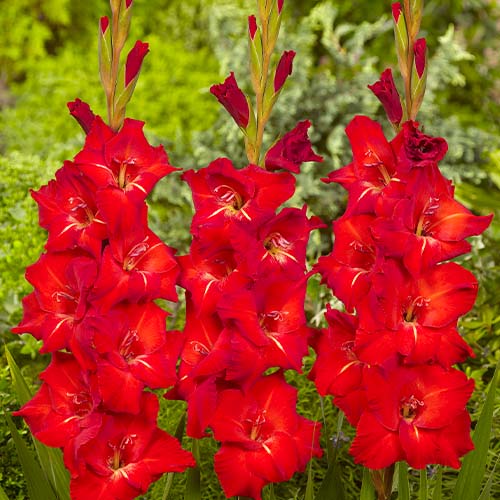 Gladiolus CHINON - for Sale Gladiolus CHINON