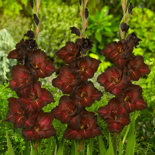 Gladiolus CHOCOLATE - for Sale Gladiolus CHOCOLATE