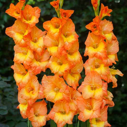 Gladiolus Conca Dore - for Sale Gladiolus Conca Dore