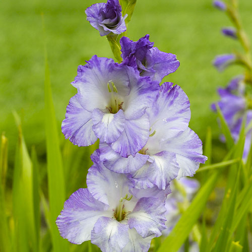 Gladiolus COSTA - for Sale Gladiolus COSTA